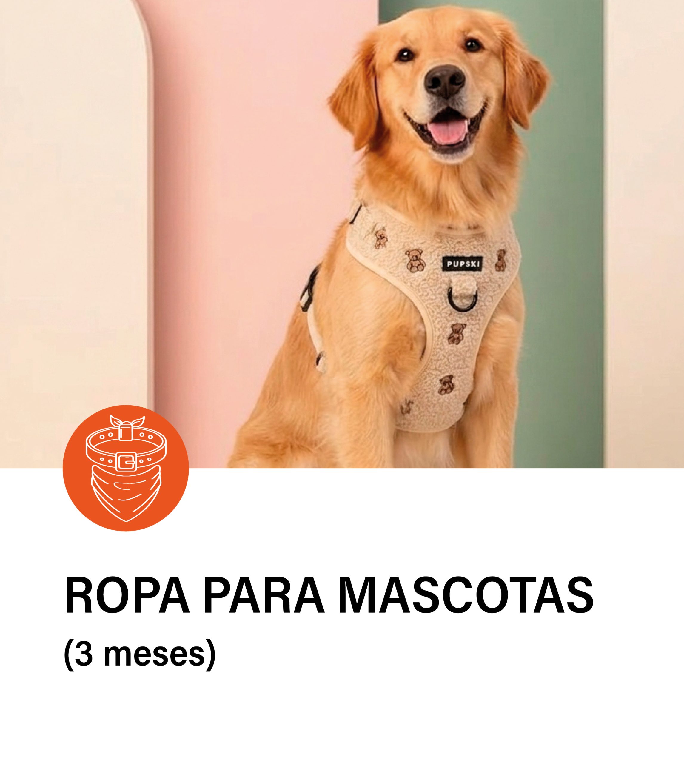 WEB CETPRO_ROPA PARA MASCOTAS